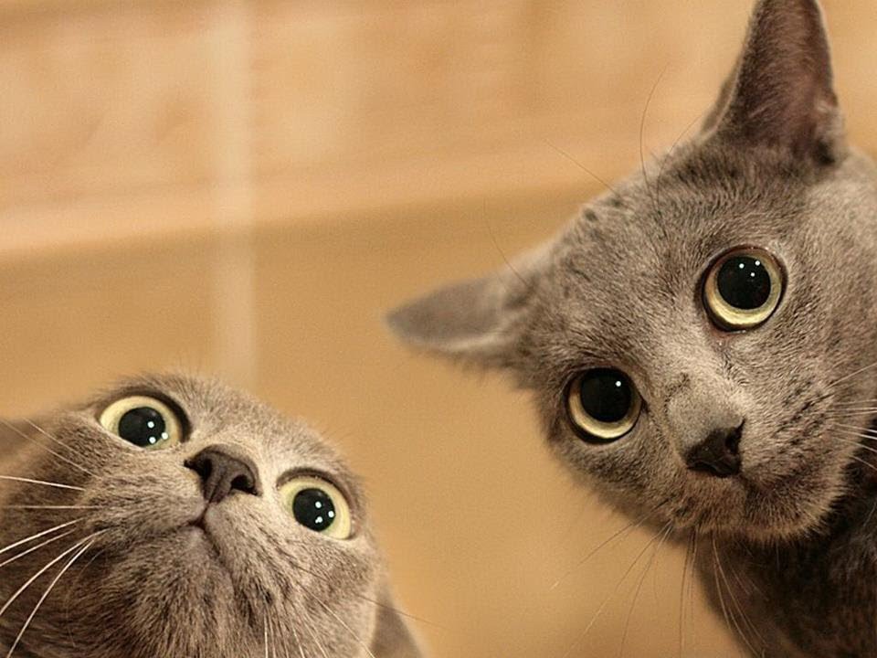 peek-a-boo cats